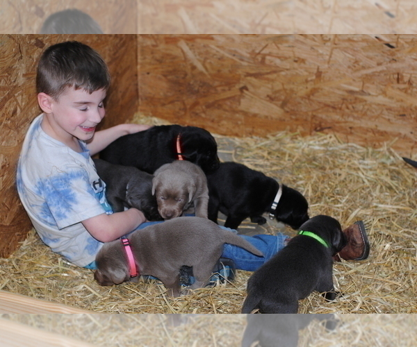 Medium Photo #9  Breeder Profile in EDINBURG, VA, USA