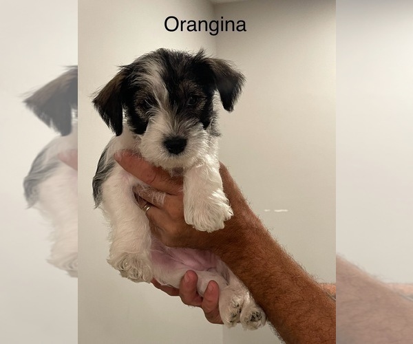 Medium Photo #1  Breeder Profile in SAINT MARYS, KS, USA