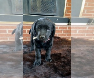 Labrador Retriever-Newfoundland Mix Dog Breeder in WALLA WALLA,  USA