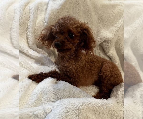 Medium Photo #8  Breeder Profile in VANCOUVER, WA, USA