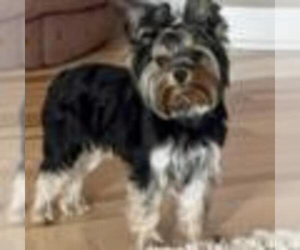 Medium Photo #1  Breeder Profile in MONROE, MI, USA