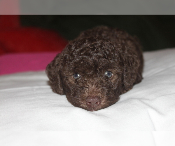 Medium Photo #1  Breeder Profile in HUNTINGTOWN, MD, USA
