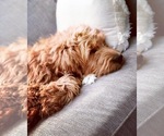 Small #18 Breeder Profile image