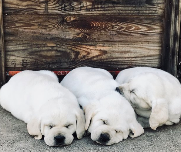 Medium Photo #17  Breeder Profile in PAUMA VALLEY, CA, USA