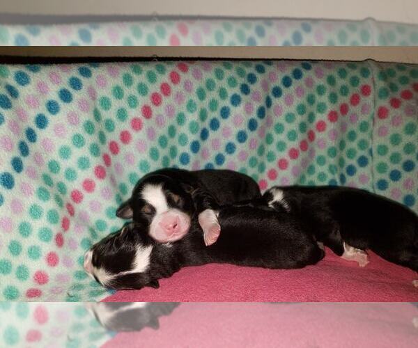 Medium Photo #1  Breeder Profile in BISHOP, GA, USA