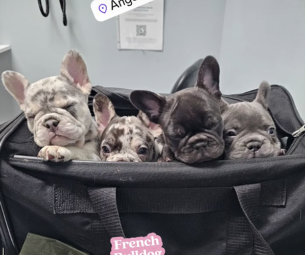 Medium Photo #3  Breeder Profile in EASTVALE, CA, USA