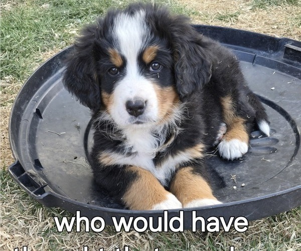 Medium Photo #7  Breeder Profile in SALMON, ID, USA