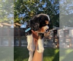 Small #4 Breeder Profile image