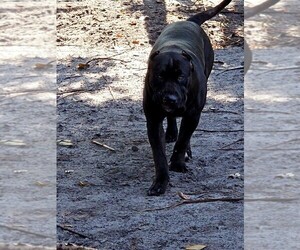 American Bully Dog Breeder near BOCA RATON, FL, USA