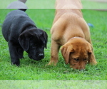 Small #17 Breeder Profile image