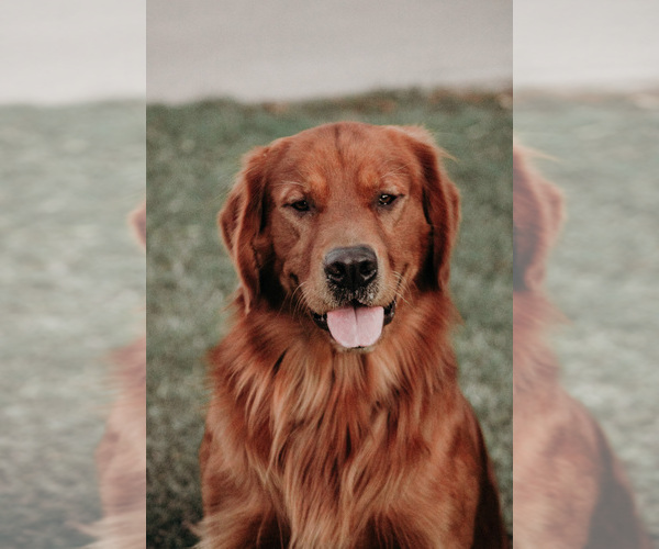 Medium Photo #1  Breeder Profile in DUNCAN, OK, USA