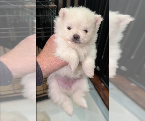 Medium Photo #26  Breeder Profile in KENNESAW, GA, USA