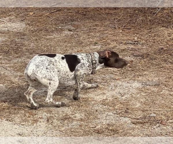 Medium Photo #1  Breeder Profile in LEXINGTON, SC, USA