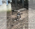 Small breeder photo