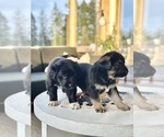 Small breeder photo