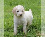Small #72 Breeder Profile image