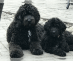 Small breeder photo