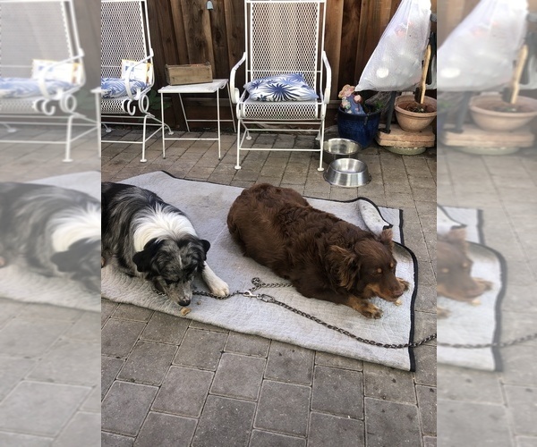 Medium Photo #110  Breeder Profile in SUNNYVALE, CA, USA
