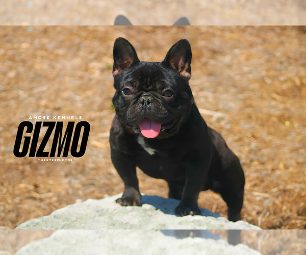 Medium Photo #1  Breeder Profile in DETROIT, MI, USA