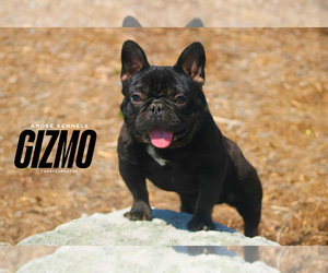 French Bulldog Dog Breeder near DETROIT, MI, USA