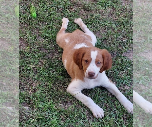 Medium Photo #8  Breeder Profile in FORT SCOTT, KS, USA