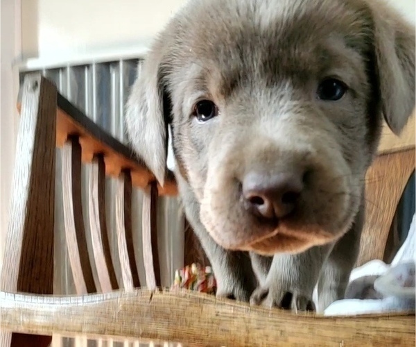 Medium Photo #16  Breeder Profile in FLAGLER, CO, USA