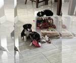 Small Photo #10  Breeder Profile in FORT MYERS, FL, USA