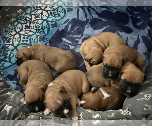 Medium Photo #1  Breeder Profile in RIALTO, CA, USA