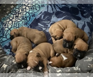 Boxer Dog Breeder near RIALTO, CA, USA