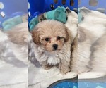 Small #12 Breeder Profile image