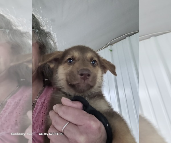 Medium Photo #2  Breeder Profile in SCOTTSVILLE, KY, USA