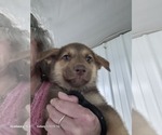 Small Photo #2  Breeder Profile in SCOTTSVILLE, KY, USA