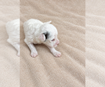 Small #3 Breeder Profile image