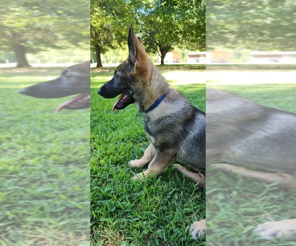 Medium Photo #18  Breeder Profile in HUMBOLDT, TN, USA