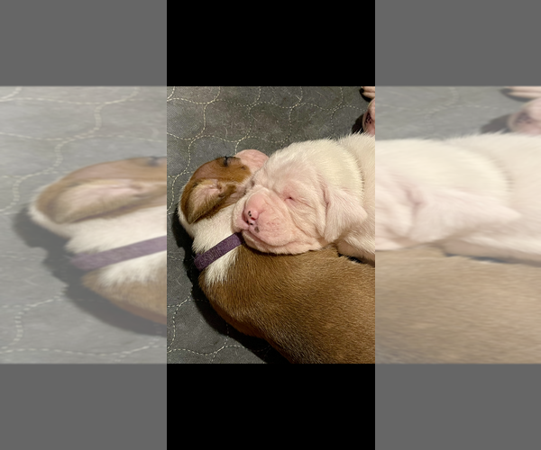 Medium Photo #12  Breeder Profile in MIAMI, FL, USA