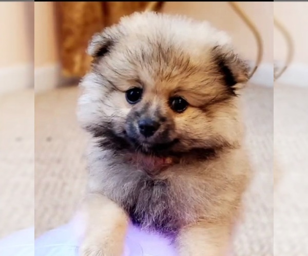 Medium Photo #1  Breeder Profile in ANDERSON, SC, USA
