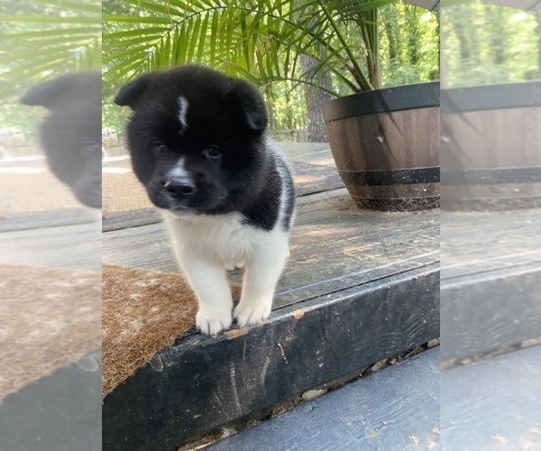 Medium Photo #57  Breeder Profile in MCDONOUGH, GA, USA