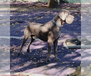 Great Dane Dog Breeder in ALVARADO,  USA