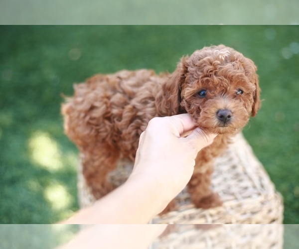 Medium Photo #5  Breeder Profile in LONG BEACH, CA, USA