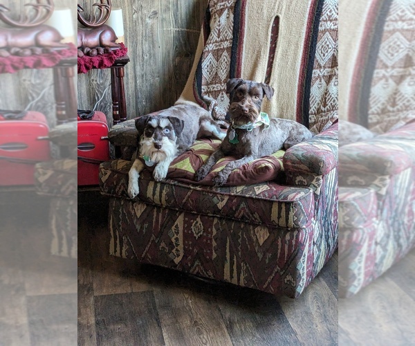 Medium Photo #1  Breeder Profile in QUITMAN, AR, USA