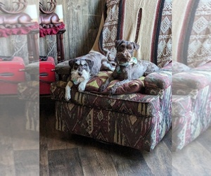 Schnauzer (Miniature) Dog Breeder near QUITMAN, AR, USA