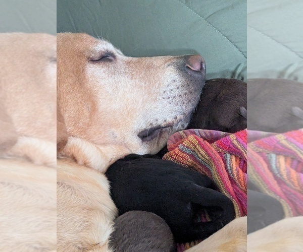 Medium Photo #1  Breeder Profile in SEDRO WOOLLEY, WA, USA