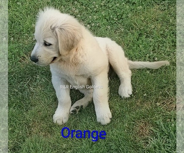 Medium Photo #10  Breeder Profile in BROWNSTOWN, MI, USA