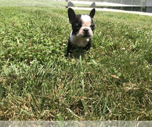 Medium Photo #24  Breeder Profile in PARKERS LAKE, KY, USA