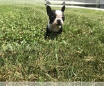 Small Photo #24  Breeder Profile in PARKERS LAKE, KY, USA