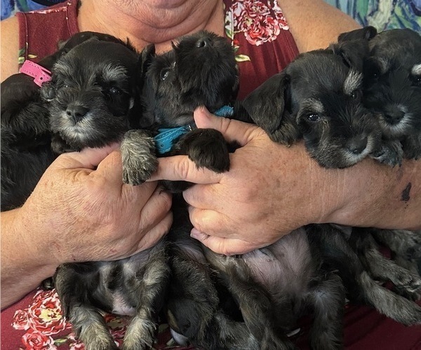 Medium Photo #1  Breeder Profile in MERCED, CA, USA