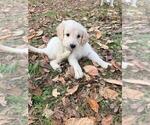 Small #11 Breeder Profile image