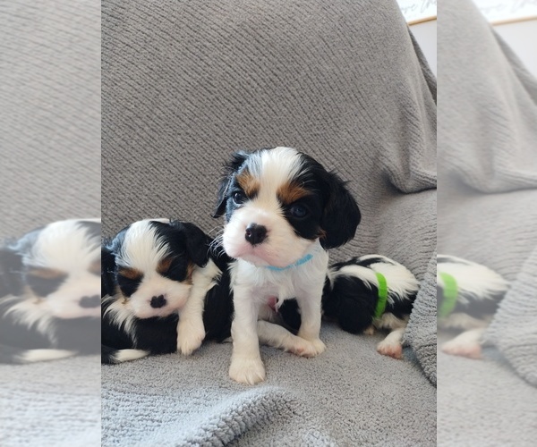 Medium Photo #1  Breeder Profile in SPRINGFIELD, IL, USA