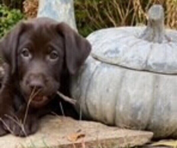 Medium Photo #4  Breeder Profile in GARNER, NC, USA