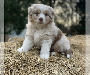 Australian Shepherd Dog Breeder near SALISBURY, NC, USA